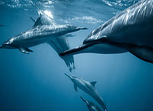 开云官网：开启智慧生活的入口与体验之旅